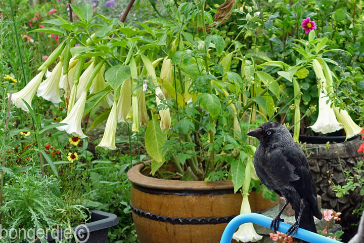 Brugmansia oftewel Engelentrompet