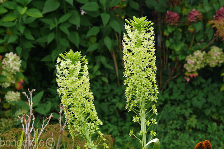 Eucomis, ananasplant oftewel kuiflelie