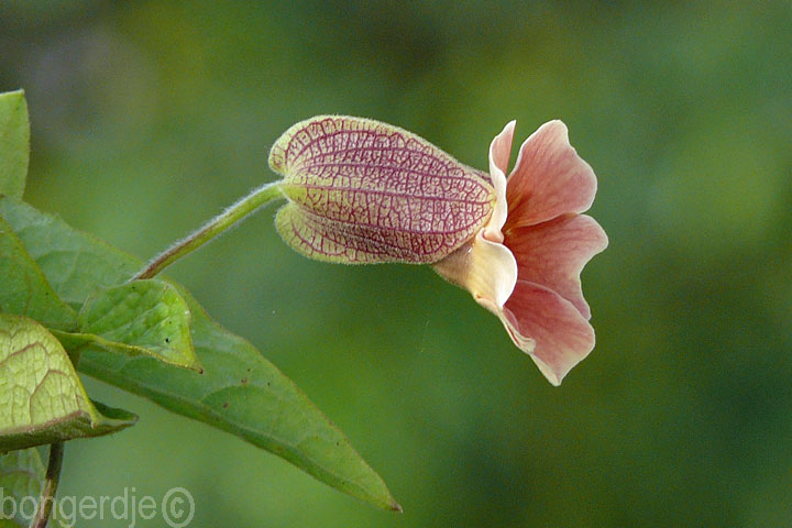 Suzanne-met-de-mooie-ogen (Thunbergia alata)