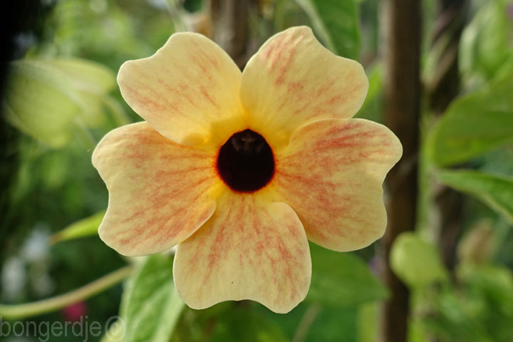 Suzanne-met-de-mooie-ogen (Thunbergia alata)