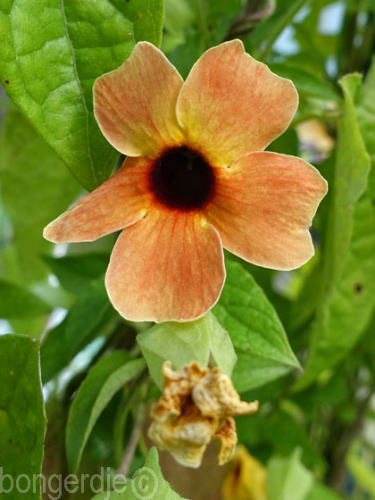 Suzanne-met-de-mooie-ogen (Thunbergia alata)