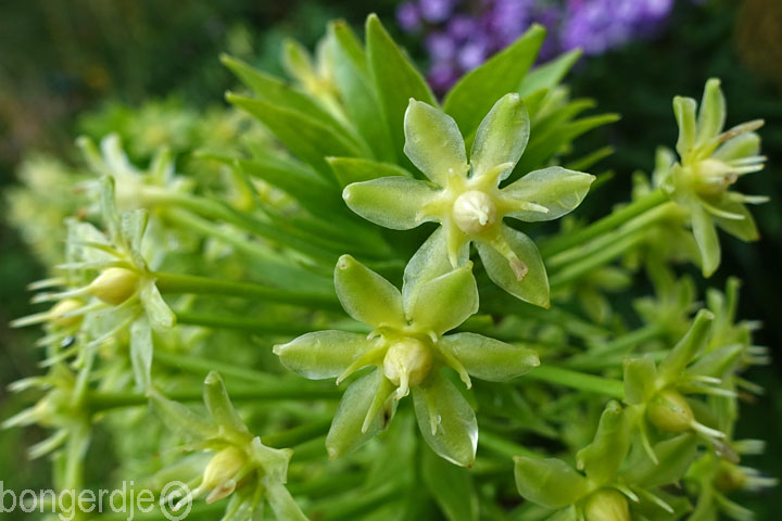 Eucomis, ananasplant oftewel kuiflelie
