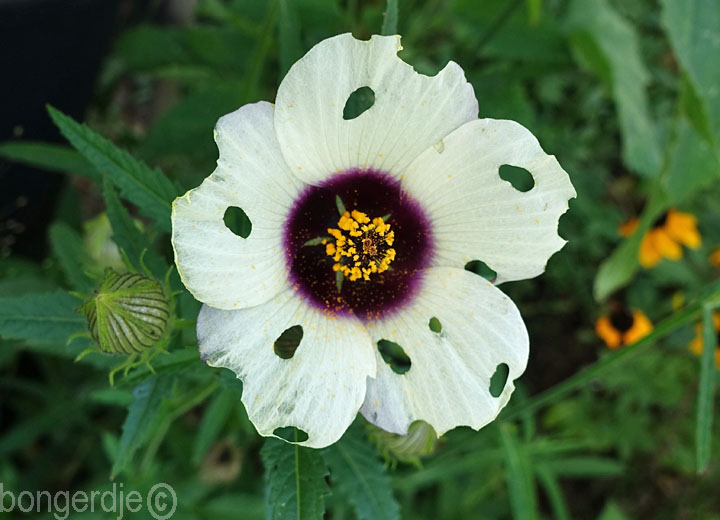 hibiscus