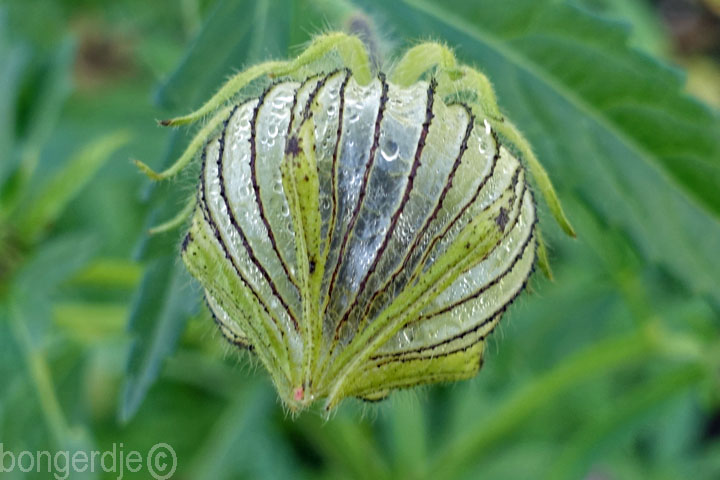 hibiscus