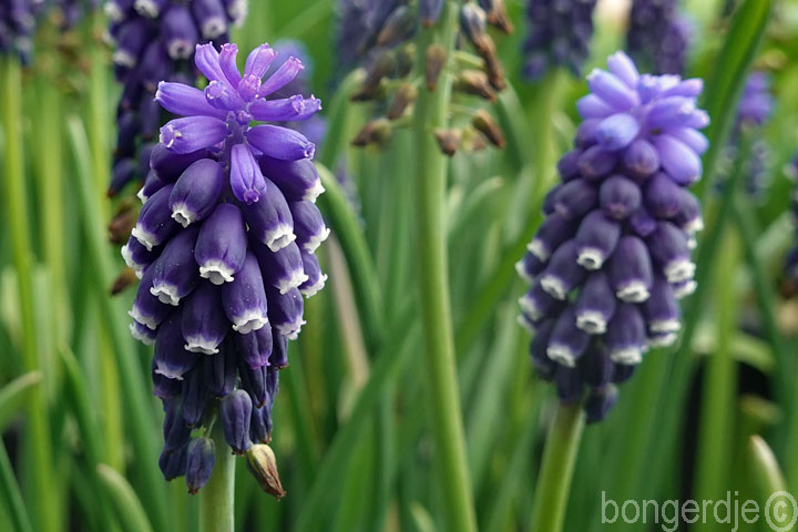 blauw druifje