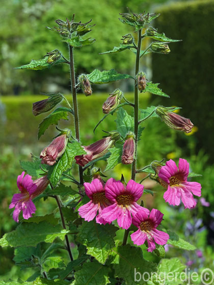Chinese foxglove