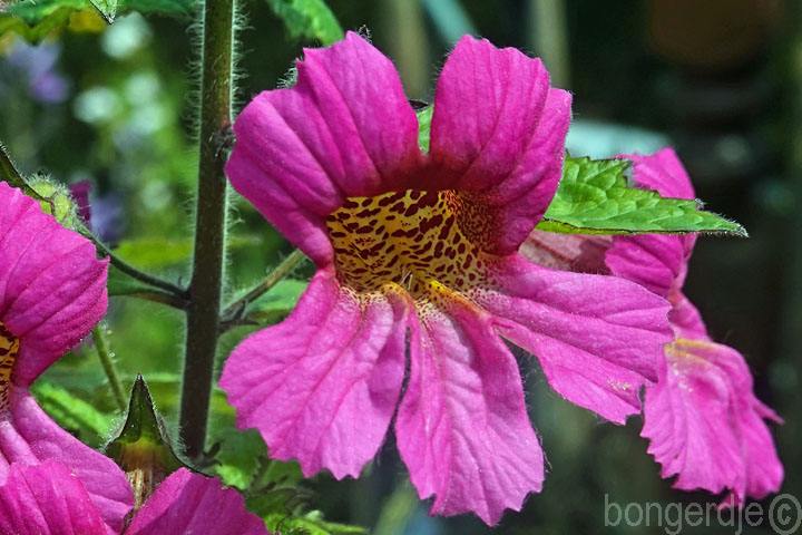 Chinese foxglove