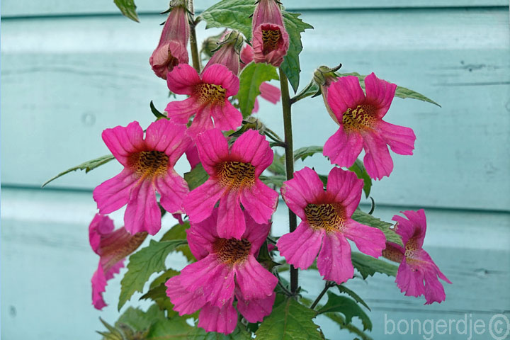 Chinese foxglove