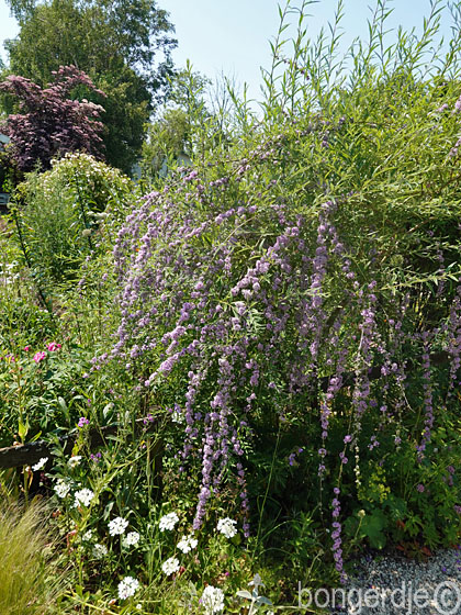 honinggeurende vlinderplant