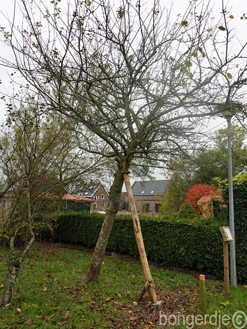  stutten van scheve boom 
