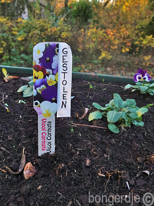  viooltjes gestolen uit kar 