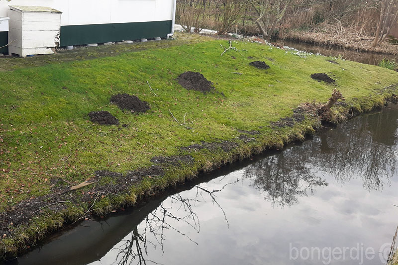 grote molshopen