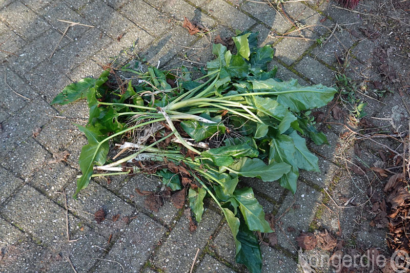  Italiaanse aronskel, oftewel Arum italicum 