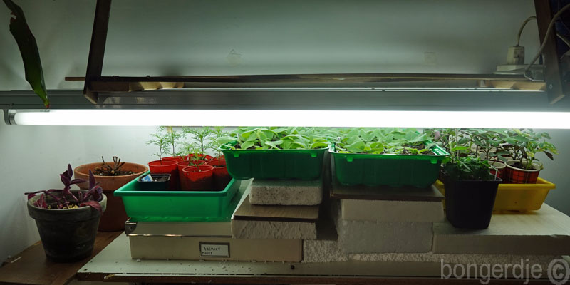   plantjes onder de groeilampen 