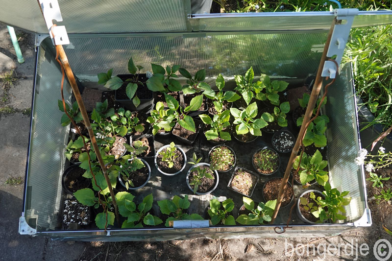   plantjes in de koude kas 