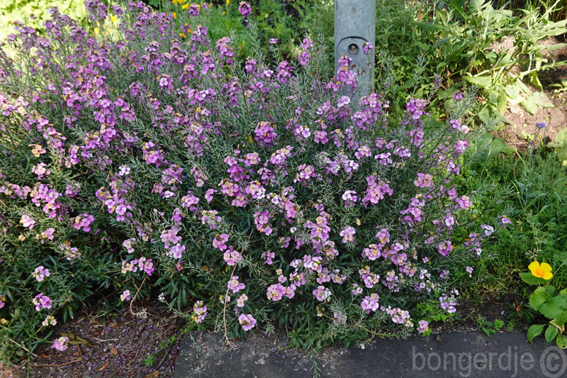   muurbloem Erysimum Bowles's Mauve 