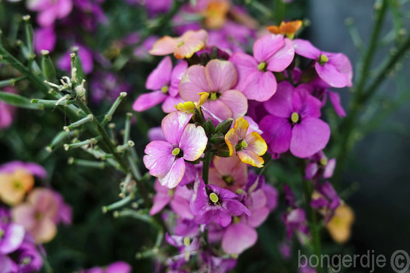   muurbloem Erysimum Bowles's Mauve 