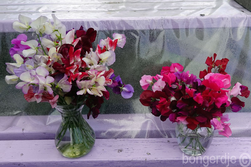  lathyrus oftewel pronkerwt of sweet pea 