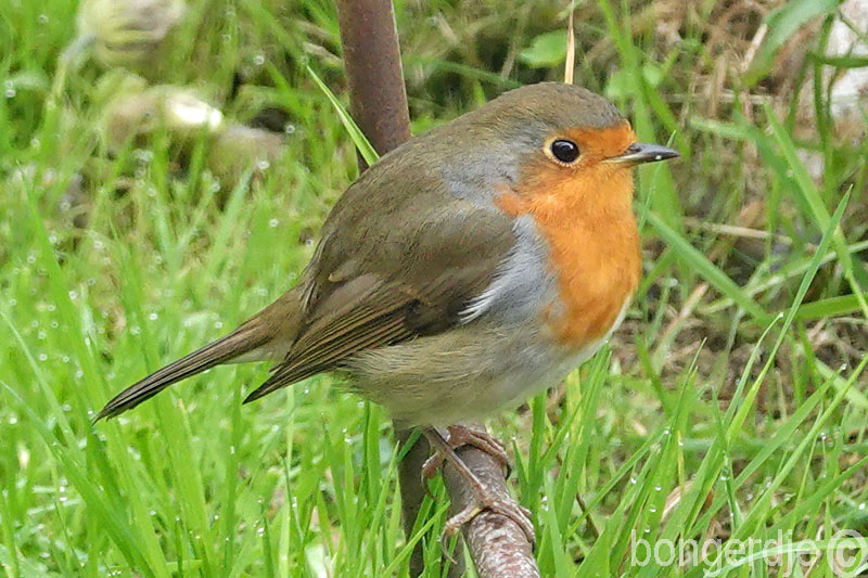   roodborstje 