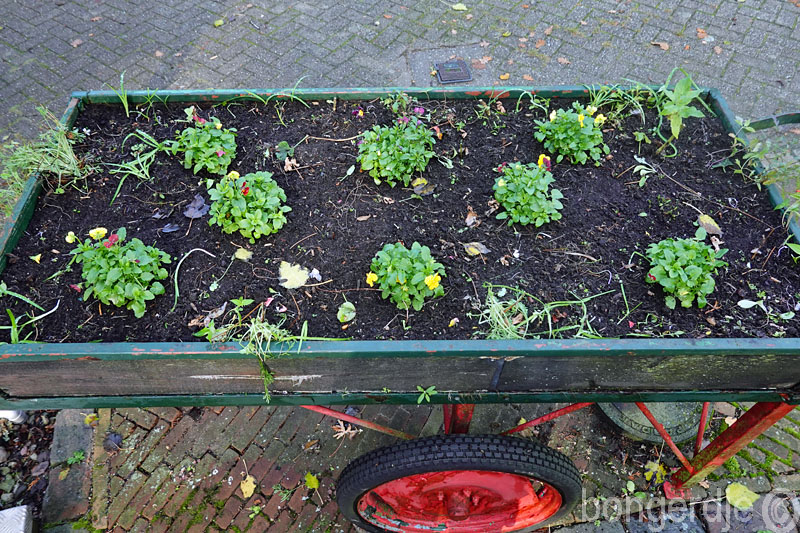   kar beplant voor komende lente 
