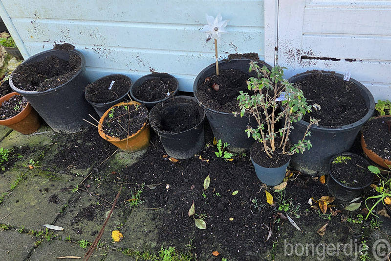   bloembollen in pot worden opgegraven en opgepeuzeld door knaagdieren 