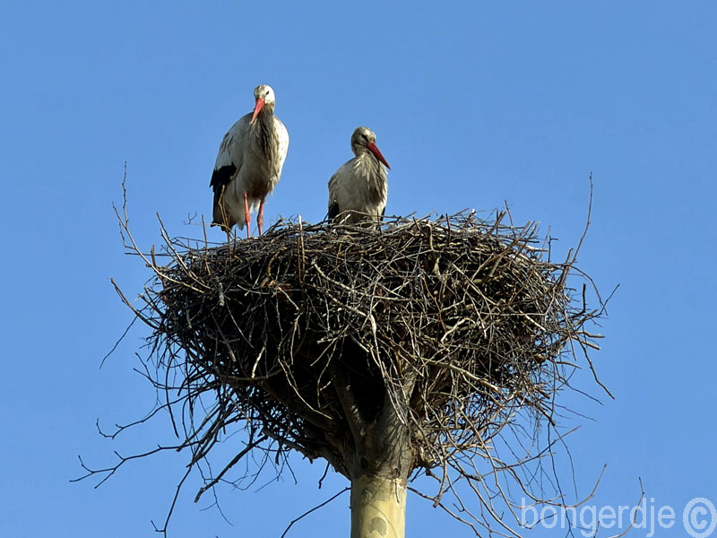   ooievaars weer op hun nest 