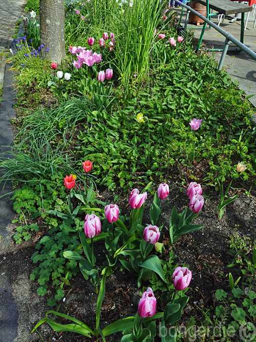 bloeiende tulpen op de terrastuin op volkstuinpark De Bongerd 