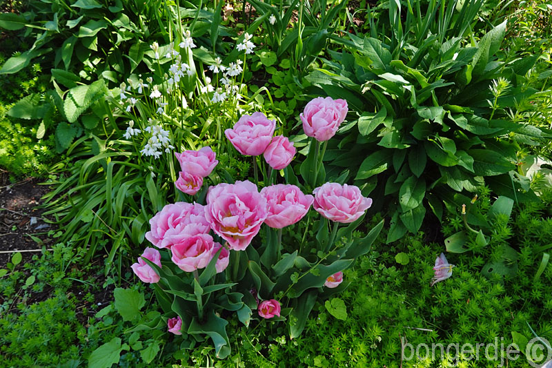  bloeiende tulpen op de terrastuin op volkstuinpark De Bongerd 