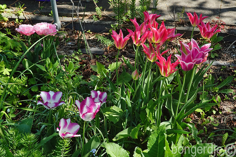 bloeiende tulpen op de terrastuin op volkstuinpark De Bongerd 