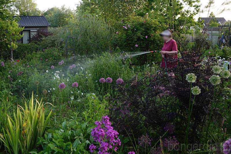 planten watergeven na lange droogte 