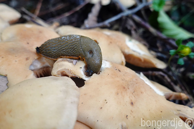  slakken eten paddestoelen 