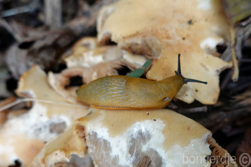  slakken eten paddestoelen 