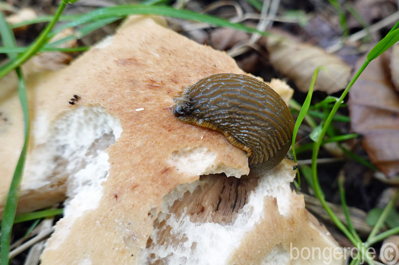  slakken eten paddestoelen 